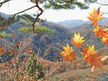澳門芳草地精準(zhǔn)資料站，探索與SEO優(yōu)化策略，澳門芳草地資料站探索與SEO優(yōu)化策略
