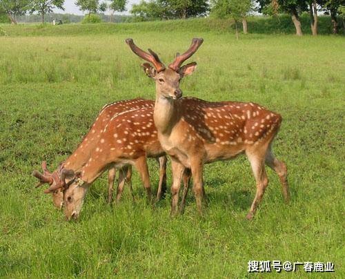 最新版本的6566cc澳彩資料大全介紹及特色功能解析，最新6566cc澳彩資料大全介紹與特色功能深度解析