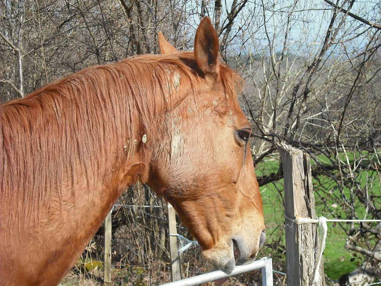 澳門四不像特馬，探索神秘現(xiàn)象背后的真相，澳門四不像特馬揭秘神秘現(xiàn)象背后的真相